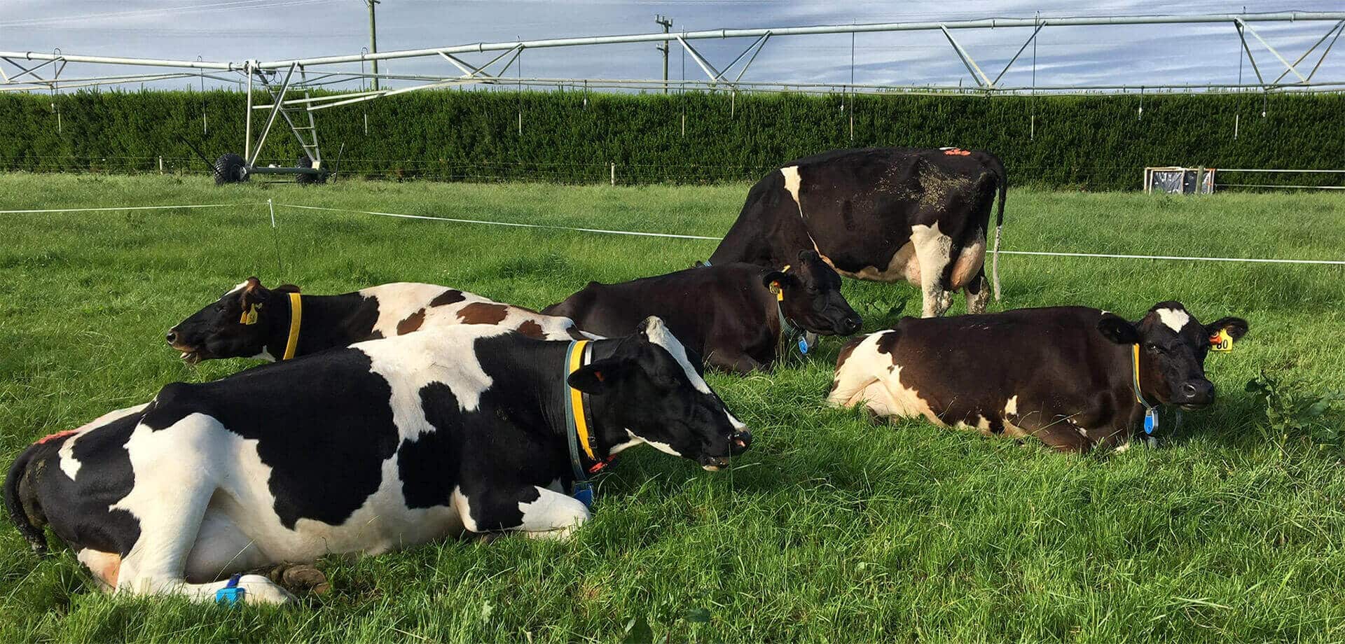 Monitoring Dairy Cattle Behavior with AgResearch
