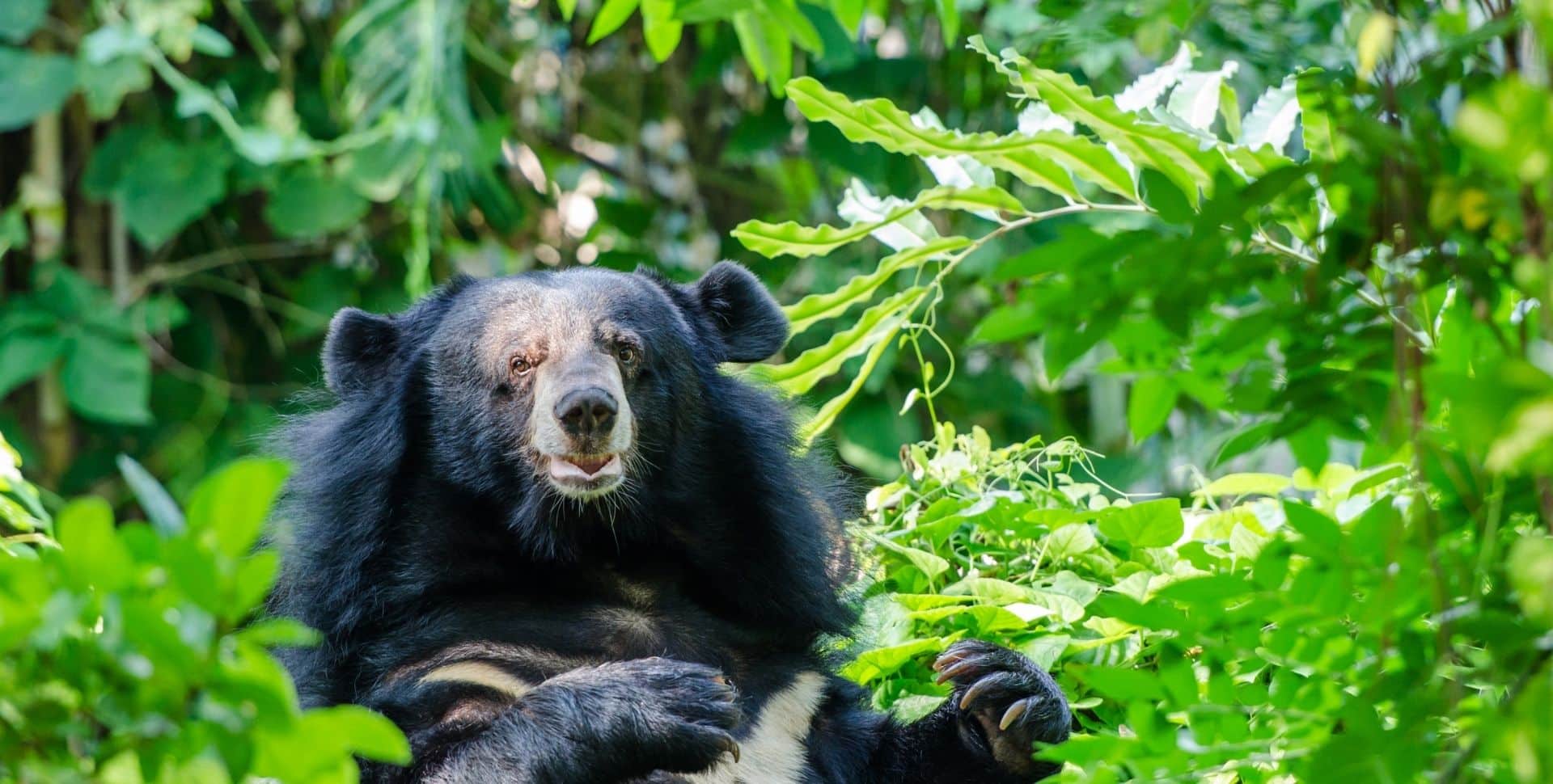 Asiatic Black Bear Management in Japan with the Yabby Edge