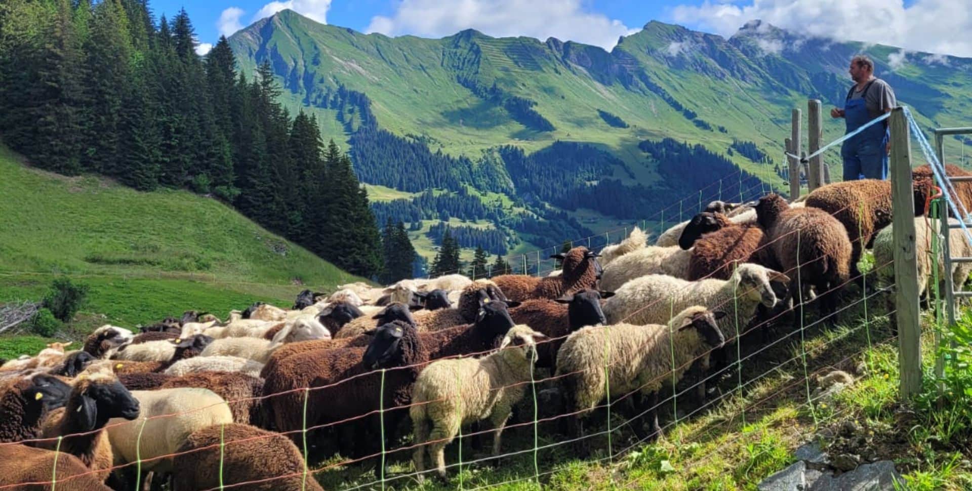 Livestock Monitoring in the Alpes