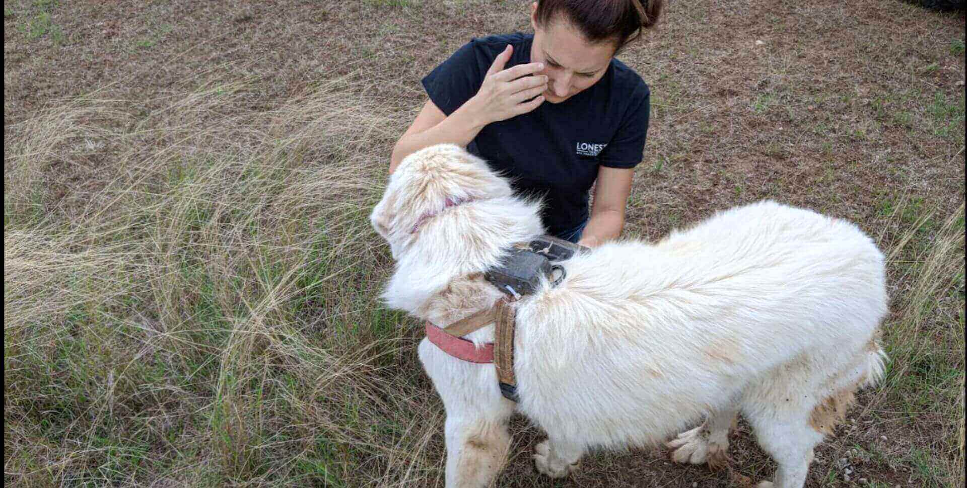 Tracking Livestock Guardian Dogs with the Oyster3