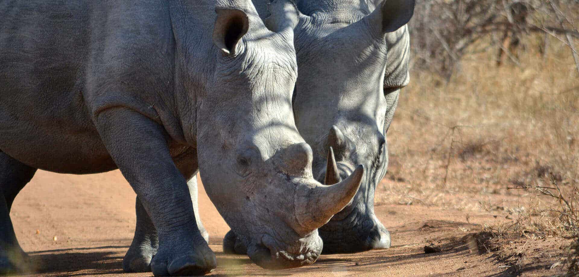 Rhino 911 - GPS Tracking for Poaching Prevention