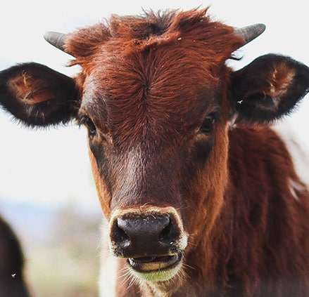 Livestock Tracking