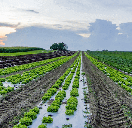 Soil Moisture Monitoring