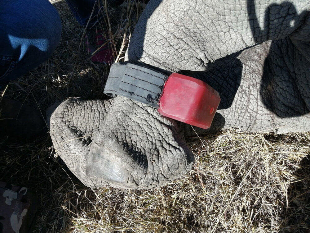Collar and device on Rhinoceros leg