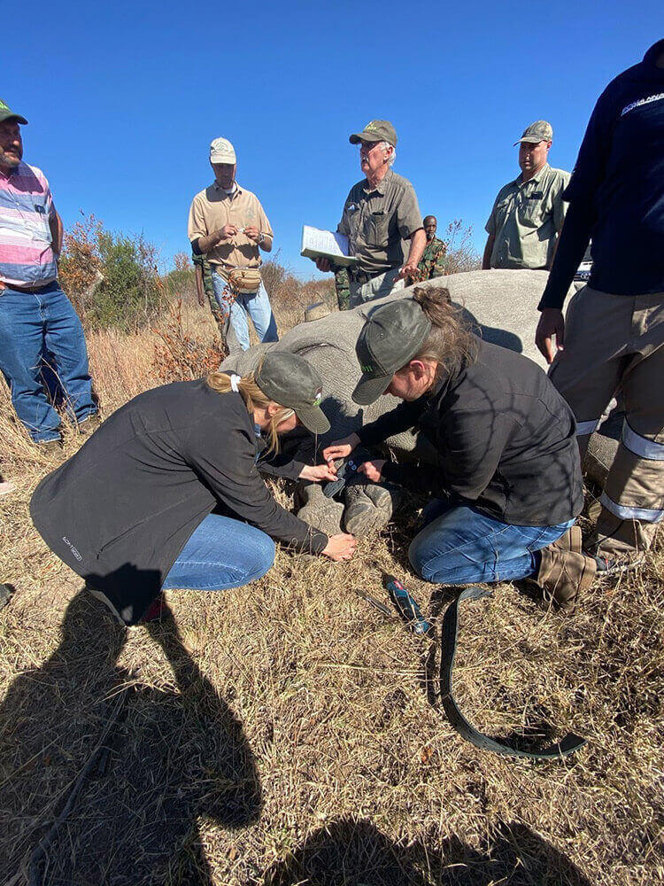 Jenny and Leigh with installing device on a Rhinoceros