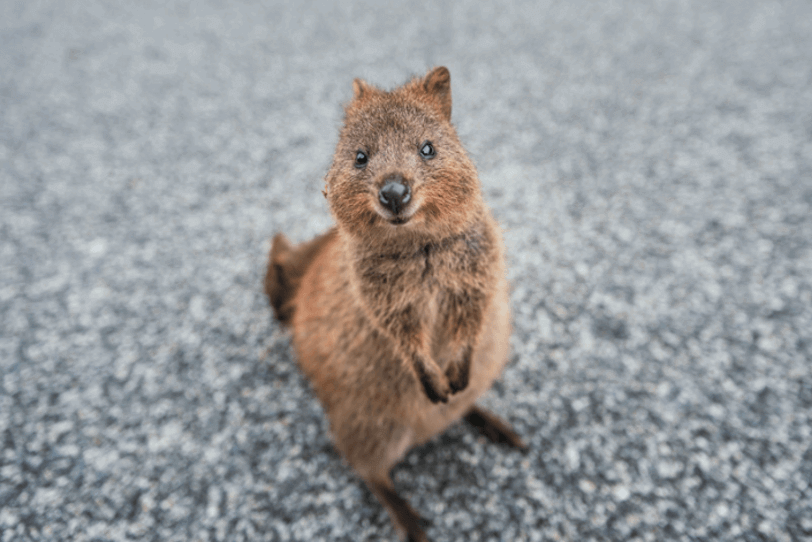 Quokka Picture