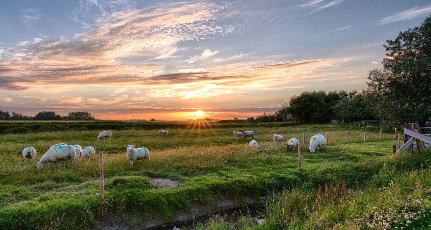 Livestock Guardian Dogs Case Study image - 1500 x 800