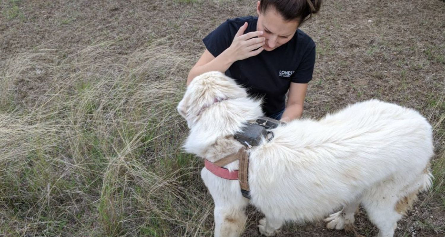 Livestock Guardian Dogs Case Study image - 1500 x 800